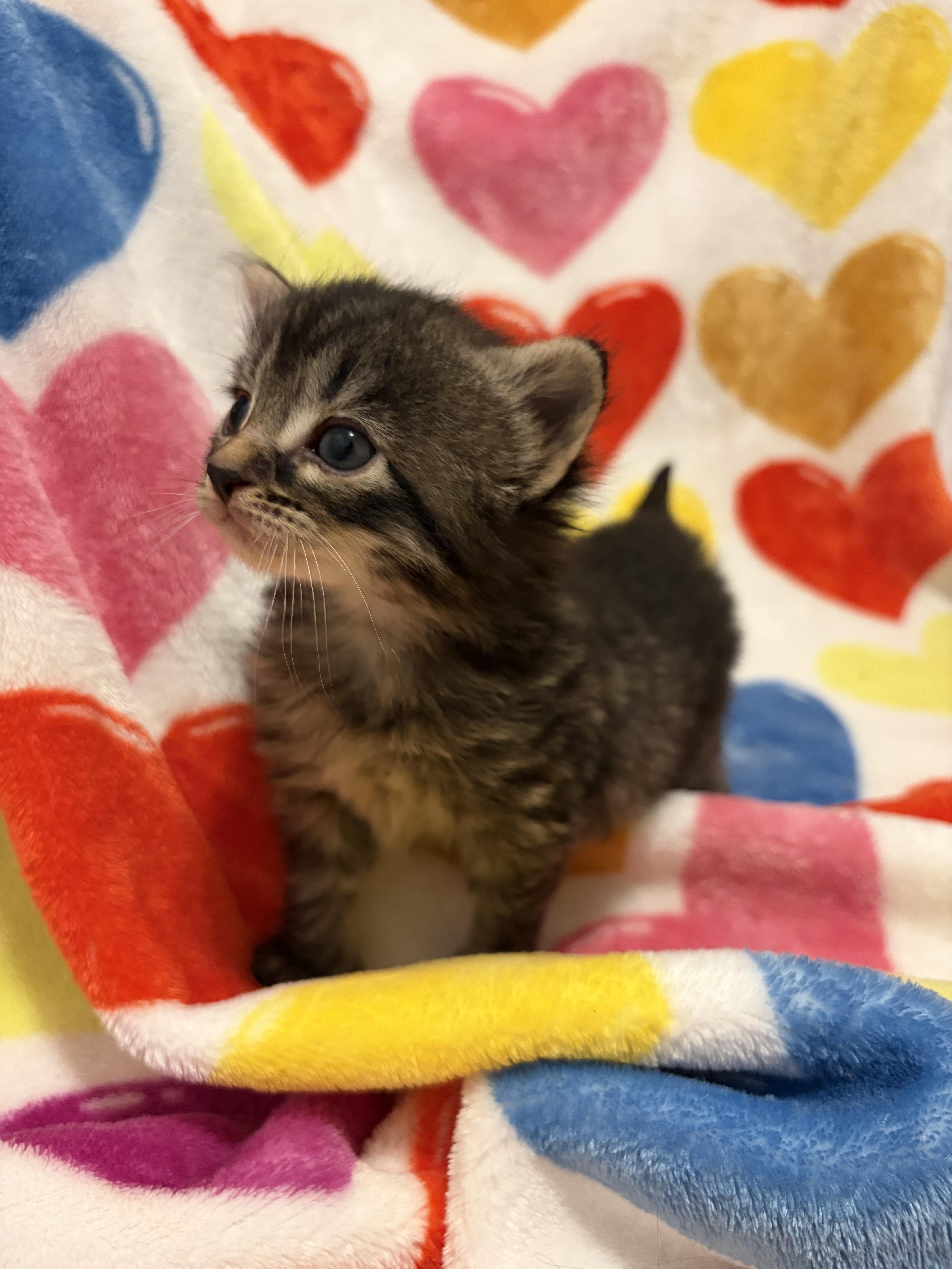 A baby medium-sized male Gray / Blue / Silver Tabby cat named Ermis for adoption in North Haledon, NJ
