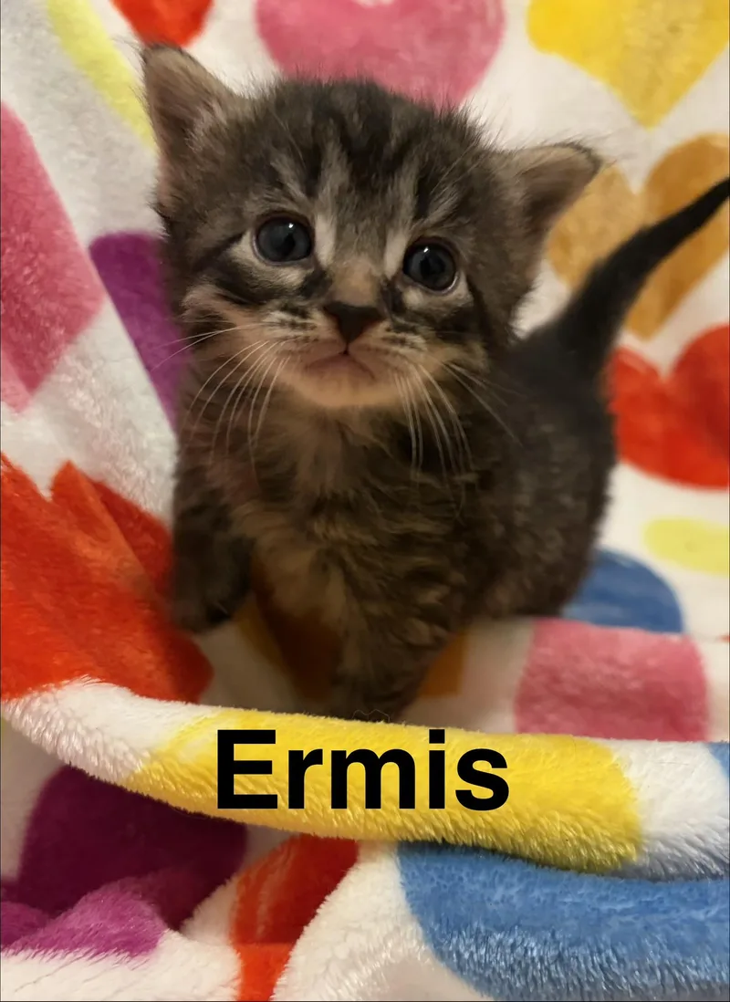 Ermis thumbnail 4