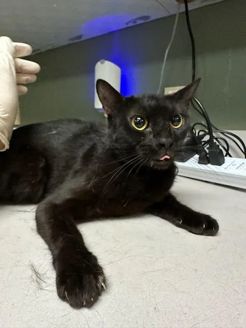 A young medium-sized female Domestic Short Hair cat named Muffin Mayhem for adoption in Jacksonville, FL