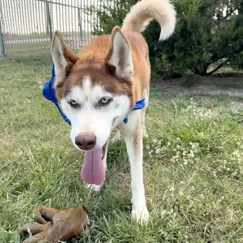 Han Solo thumbnail 2