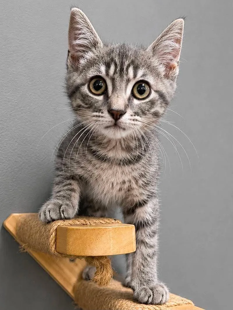 A baby medium-sized male Tabby (Gray / Blue / Silver) Domestic Short Hair cat named Hamilton for adoption in Sioux Falls, SD