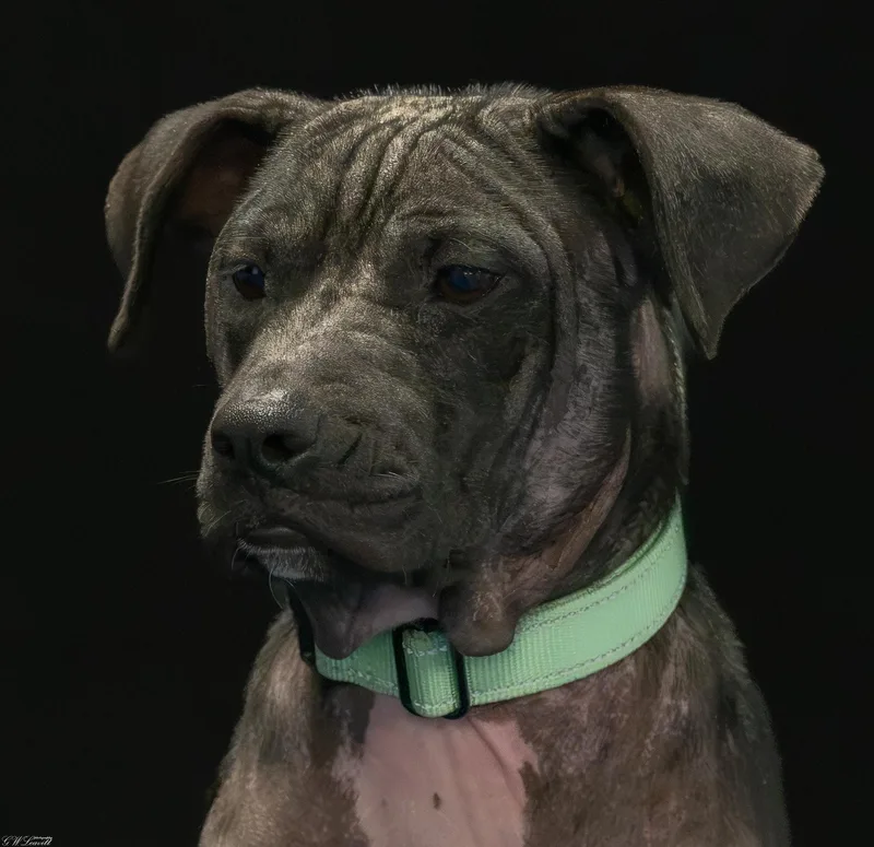 A baby medium-sized female Black Mixed Breed dog named Allie for adoption in BONIFAY, FL