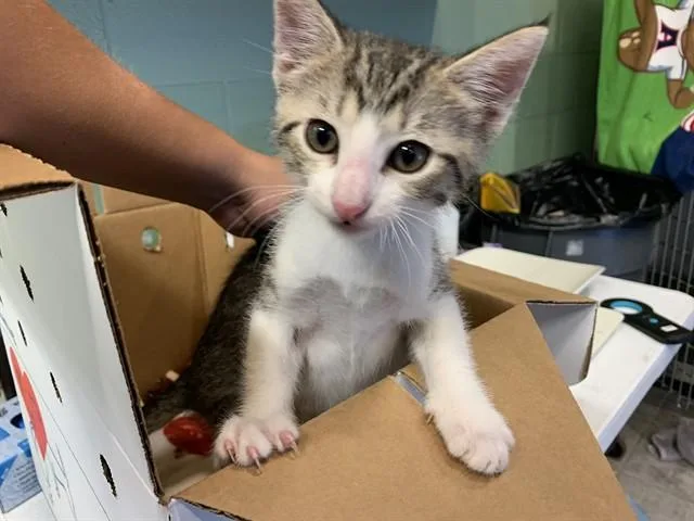 A baby small-sized male Domestic Short Hair cat named Leo for adoption in Grand Prairie, TX