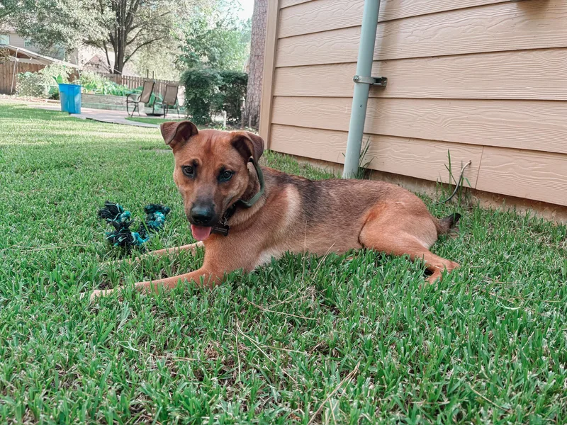 A young medium-sized male Yellow / Tan / Blond / Fawn German Shepherd Dog dog named Dyno for adoption in Houston, TX