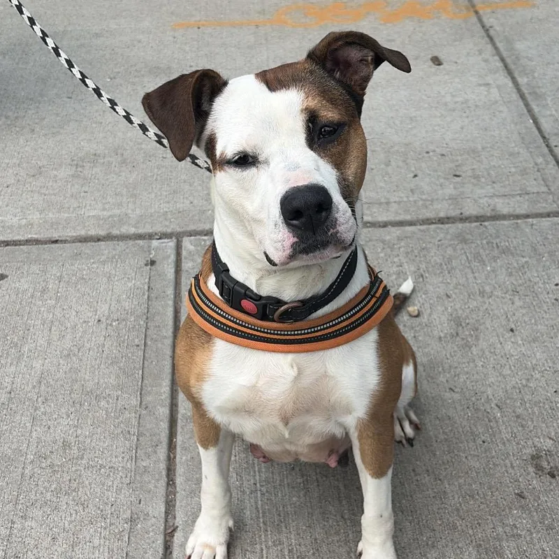 An adult large-sized female Brown / Chocolate Pit Bull Terrier dog named Cinnamon for adoption in Newark, NJ