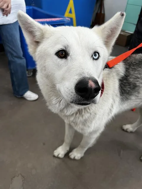 An adult large-sized male Mixed Breed dog named Emir for adoption in Dallas, TX