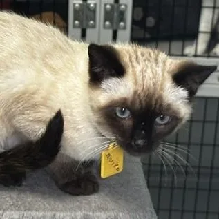 A baby medium-sized female Chocolate Point Siamese cat named Mariko  Gorgeous Little for adoption in Hoquiam, WA