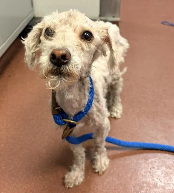 An adult small-sized male Poodle dog named Rabbit for adoption in Oakland, CA