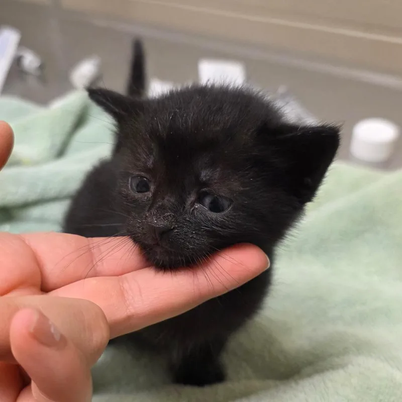 A baby small-sized female Domestic Short Hair cat named Octavia for adoption in Bristol, IN