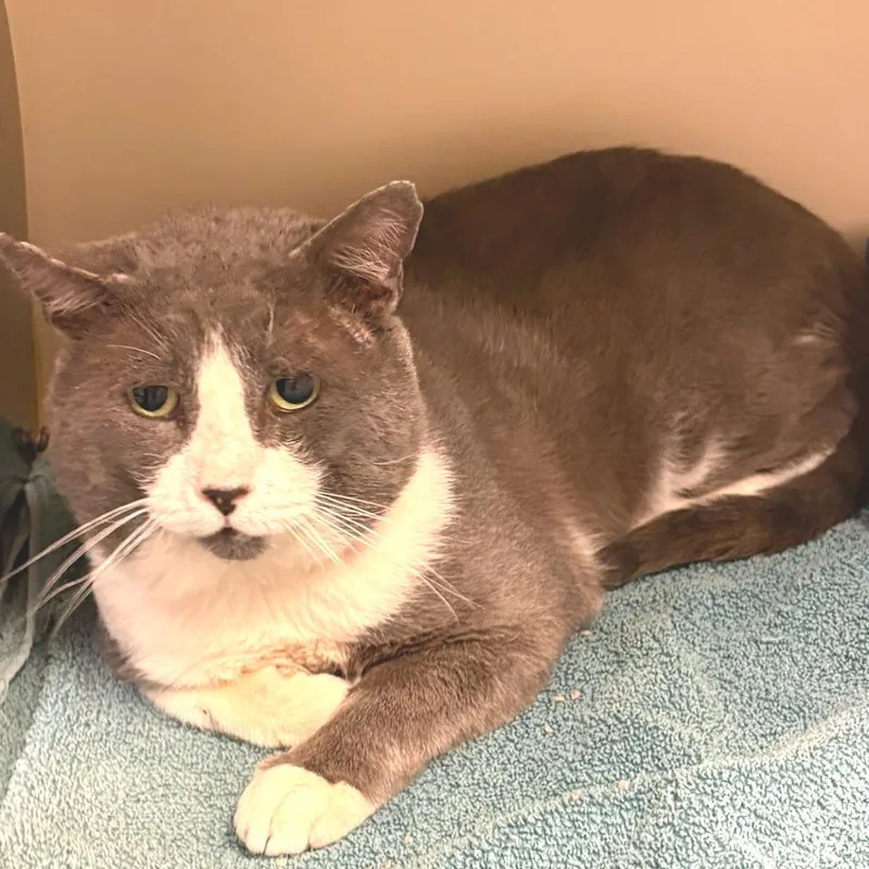 An adult large-sized male Gray / Blue / Silver Domestic Short Hair cat named McDonald for adoption in Austin, TX