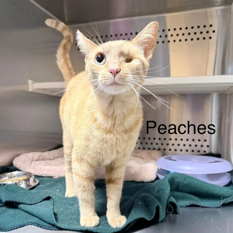An adult medium-sized male Orange / Red Domestic Short Hair cat named Peaches for adoption in Knoxville, TN