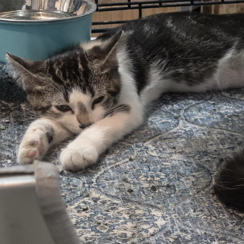A baby medium-sized female White Domestic Short Hair cat named Cream Puff for adoption in Reeseville, WI