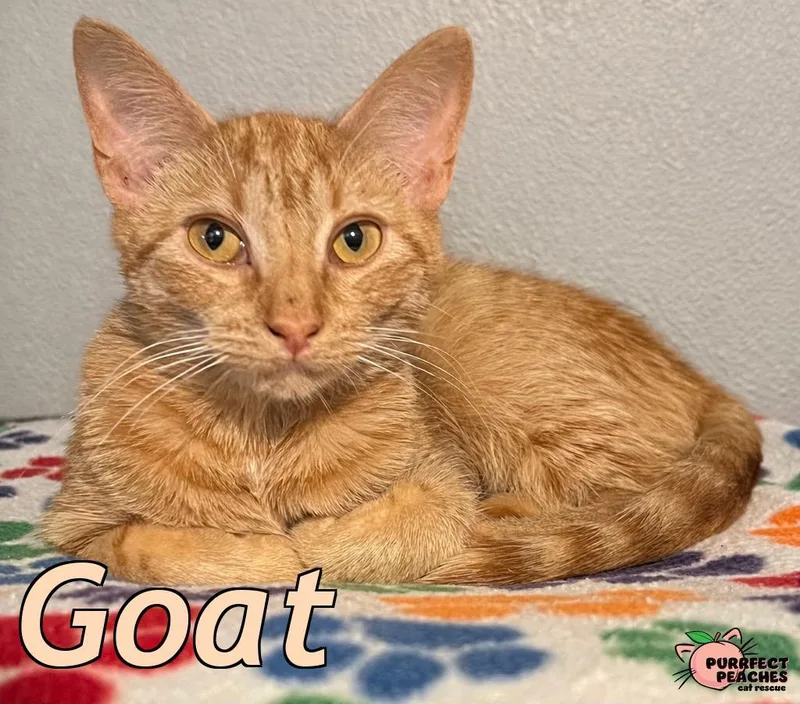 A baby medium-sized female Domestic Short Hair cat named Goat for adoption in Douglasville, GA