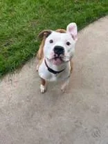An adult medium-sized male Brown / Chocolate Pit Bull Terrier dog named Milo for adoption in Moline, IL