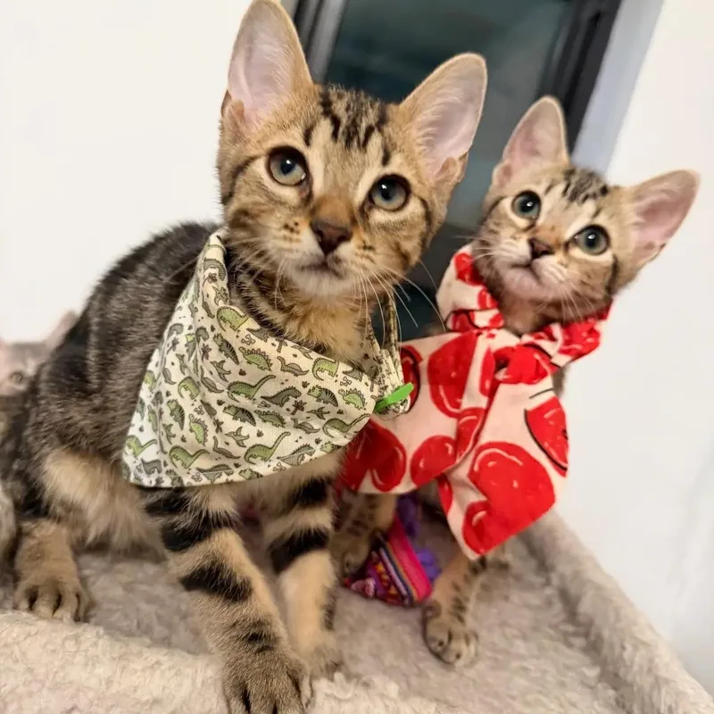 Trouble And Gia