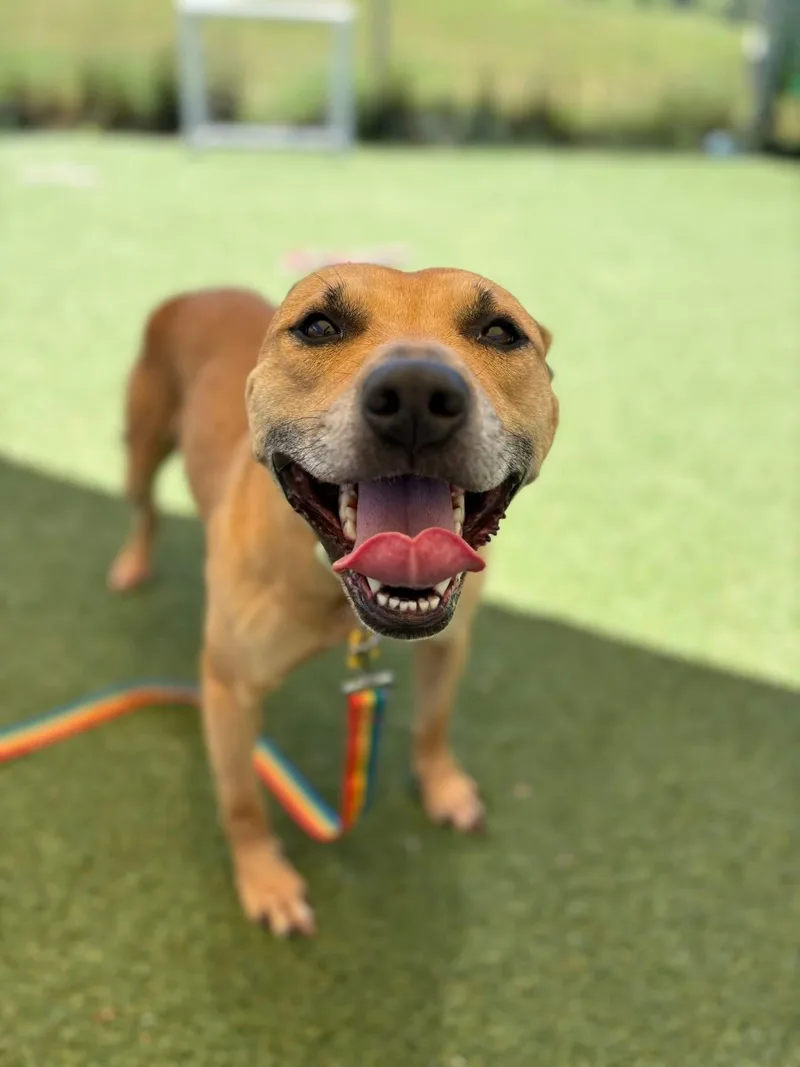 A young medium-sized female Brown / Chocolate Pit Bull Terrier dog named Dolley for adoption in Cleveland, OH