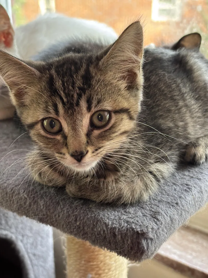 A baby small-sized female Domestic Short Hair cat named Dentention for adoption in Bethel Park, PA