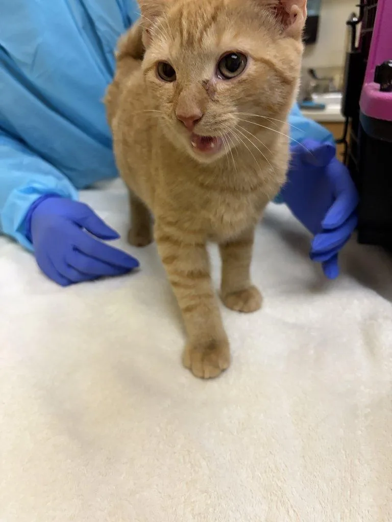 A baby small-sized male Tabby (Orange / Red) Domestic Short Hair cat named Lex for adoption in Raleigh, NC