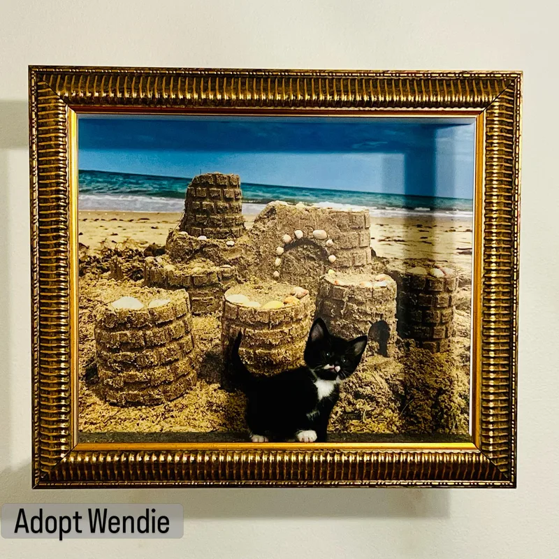 A baby small-sized female Tuxedo cat named Wendie for adoption in Los Angeles, CA