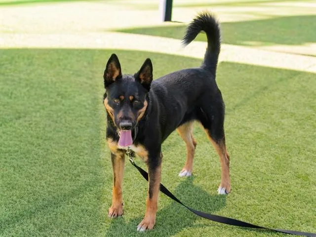 A young medium-sized female German Shepherd Dog dog named Korra for adoption in Martinez, CA