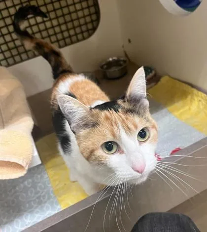 An adult medium-sized female Black Domestic Short Hair cat named Jasmine for adoption in Kansas City, MO