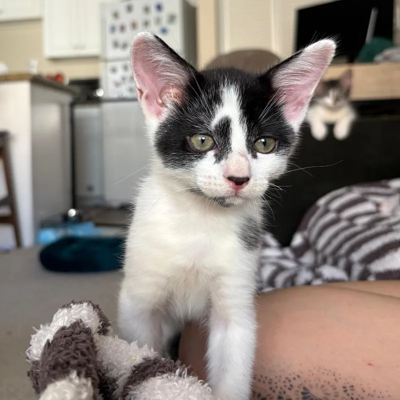 A baby small-sized male Black Domestic Short Hair cat named Michelangelo for adoption in San Diego, CA
