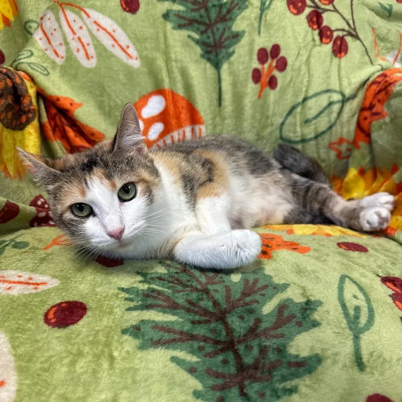 An adult small-sized female Domestic Short Hair cat named Mary Ellen for adoption in Kittanning, PA