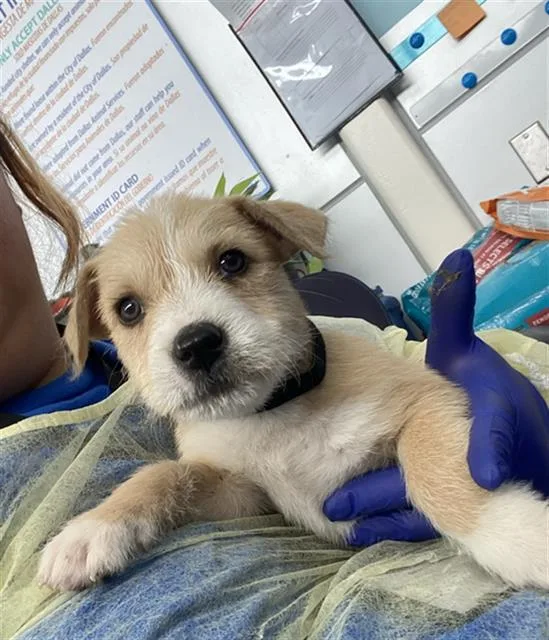 A baby large-sized female Mixed Breed dog named Star for adoption in Dallas, TX
