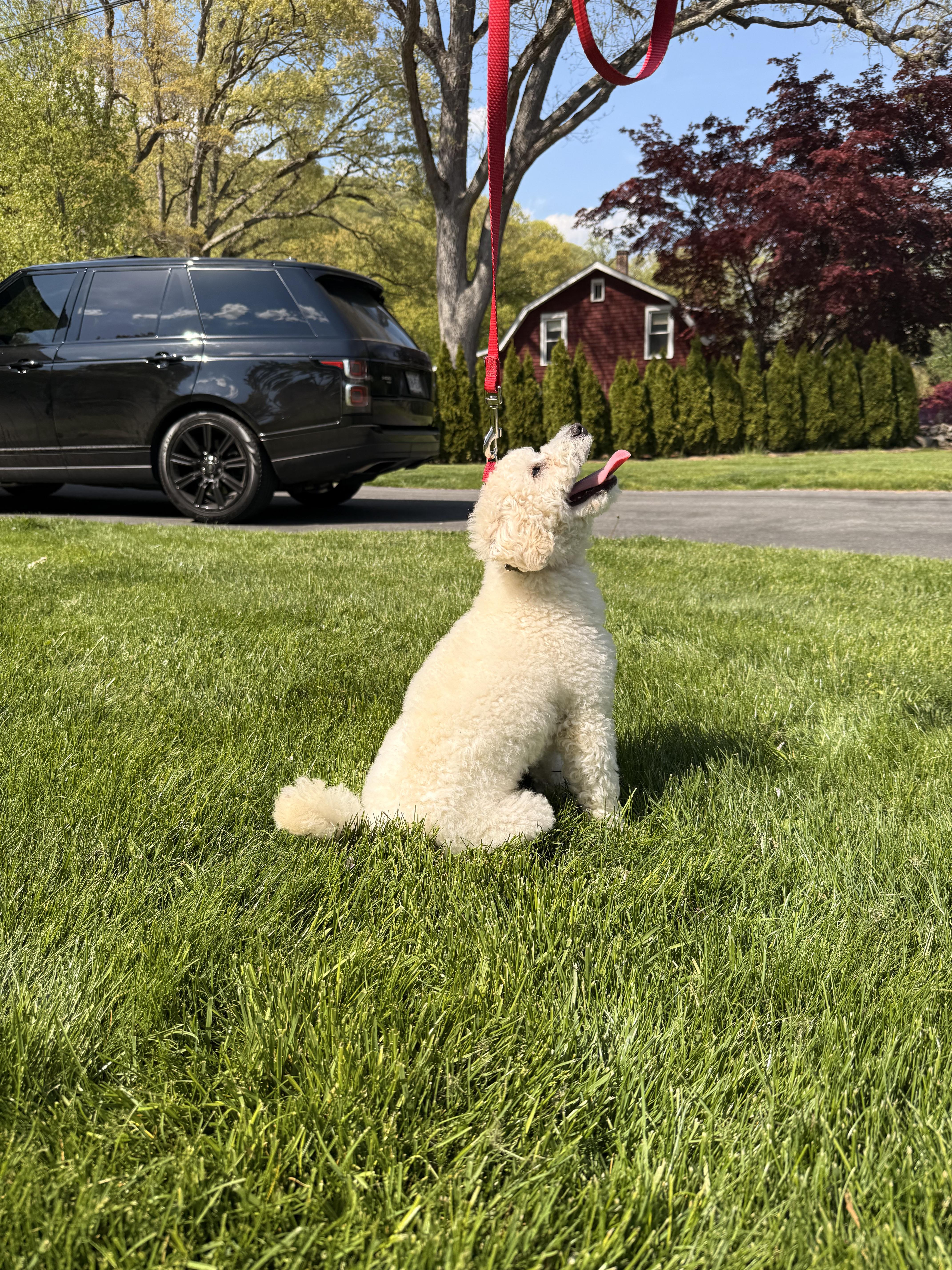 An adult small-sized male White / Cream Bichon Frise dog named Rex for adoption in Thornwood, NY