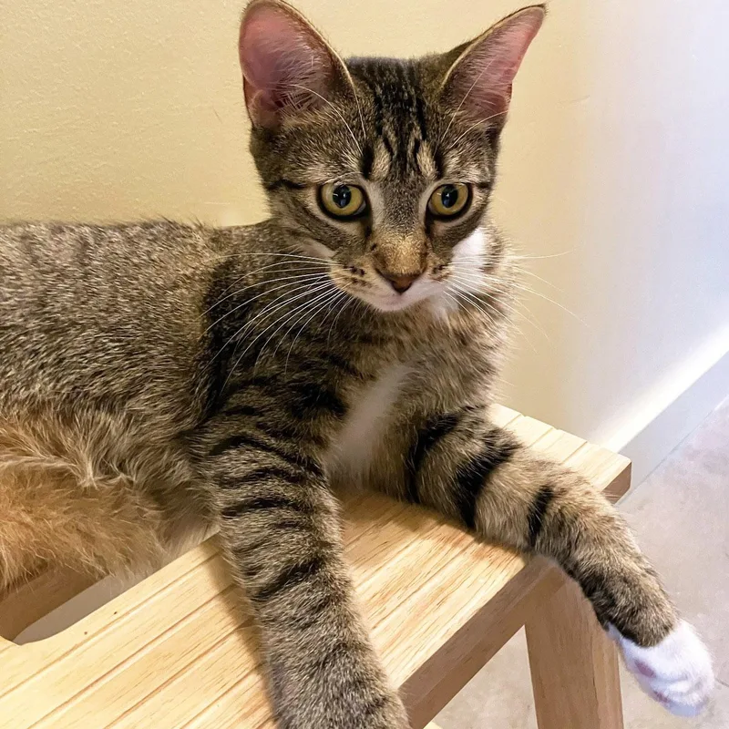 A young small-sized female Buff & White Tabby cat named Karissa for adoption in Chicago, IL
