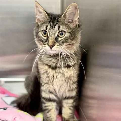 A baby medium-sized male Tabby (Brown / Chocolate) Domestic Medium Hair cat named Teddy for adoption in Columbia, MD