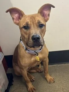A young medium-sized female Yellow / Tan / Blond / Fawn Pit Bull Terrier dog named Bella Mia for adoption in Cleveland, OH