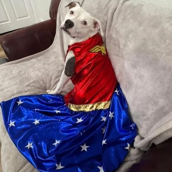 A young medium-sized female Gray / Blue / Silver Pit Bull Terrier dog named Bea Beautiful Babe for adoption in Friendswood, TX