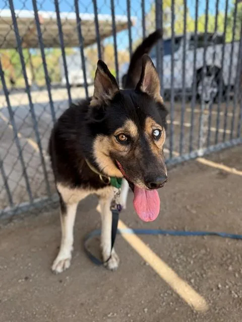 An adult large-sized female Siberian Husky dog named Trinity for adoption in Riverside, CA
