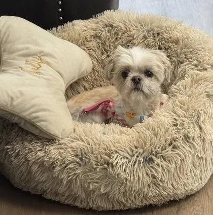 Molly Olly Bodda Butt