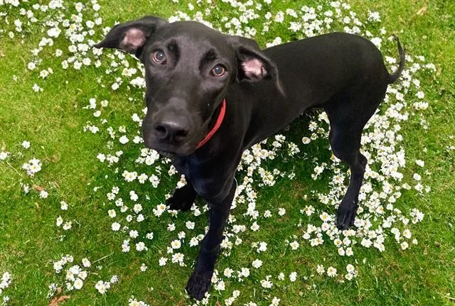 A young medium-sized female Pointer dog named Anna for adoption in Fort Lauderdale, FL