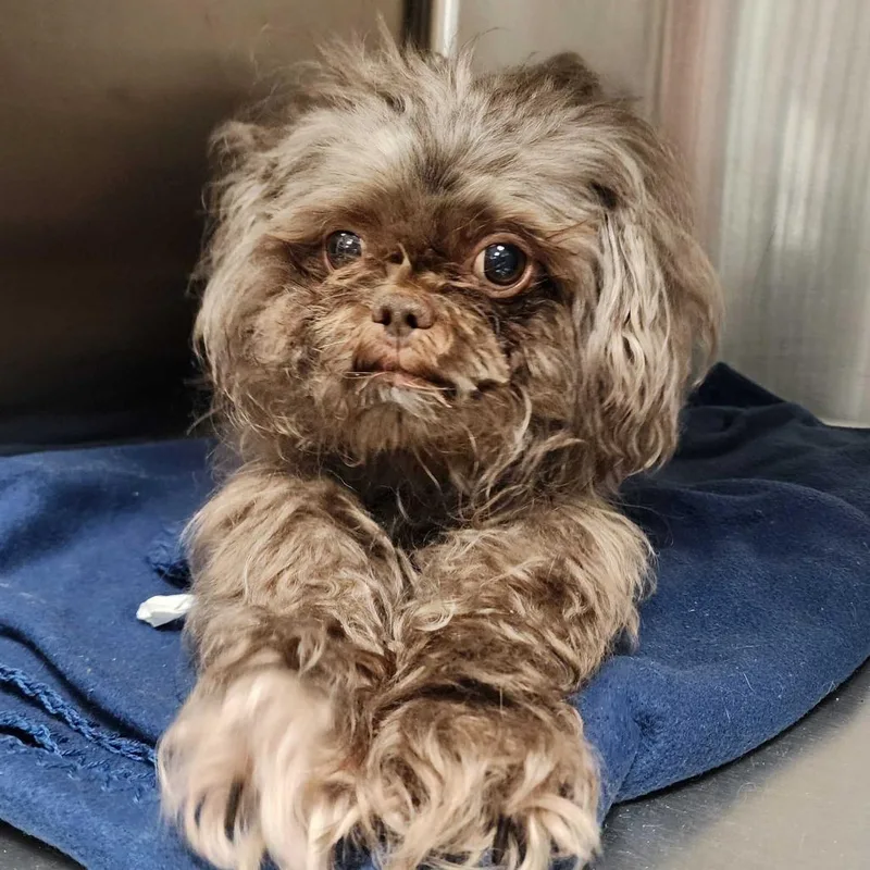 An adult small-sized female Brown / Chocolate Mixed Breed dog named Gnatalie for adoption in Davenport, IA