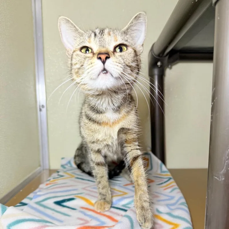 A young small-sized female Torbie Domestic Short Hair cat named Coco for adoption in Jeffersonville, IN