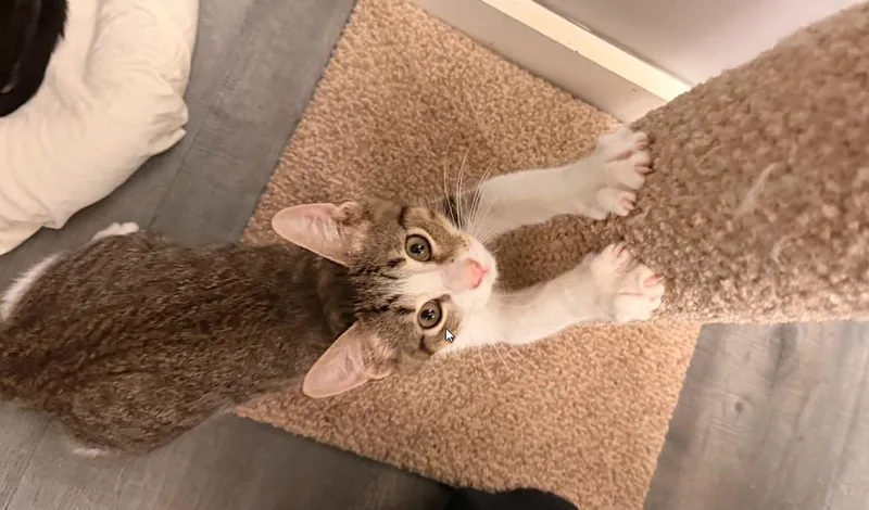 A baby small-sized male Gray & White Domestic Short Hair cat named Electric Lime for adoption in Hudson, NH