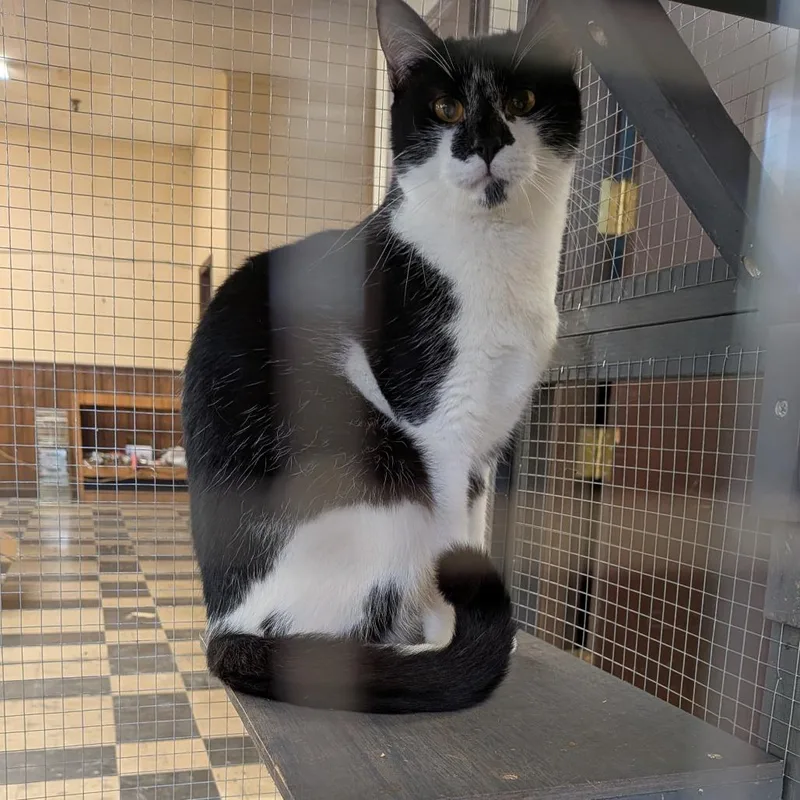 Milkshake Special Needs