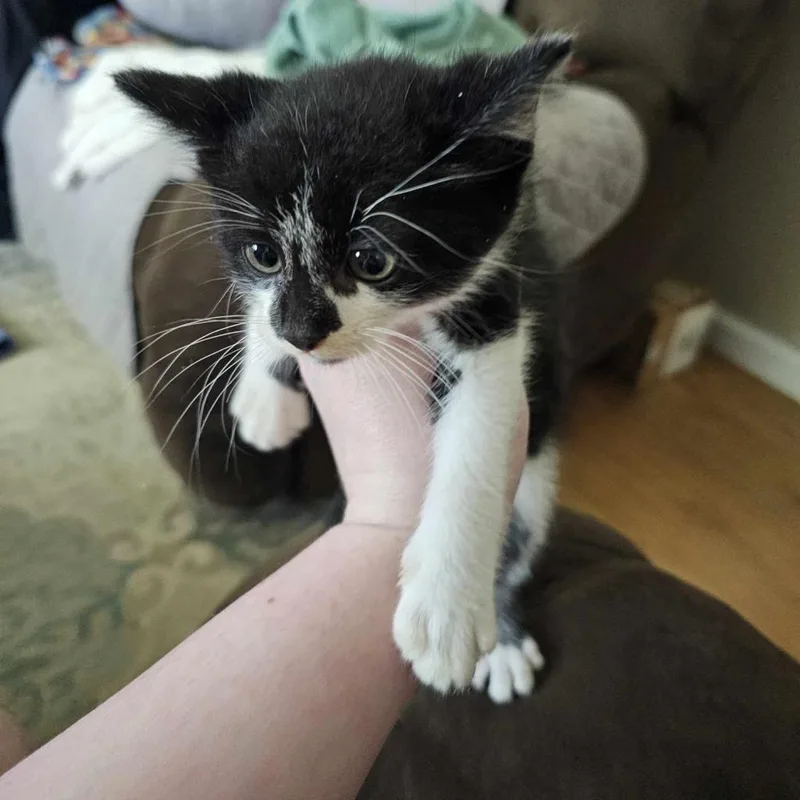 Milkshake  Special Needs thumbnail 2