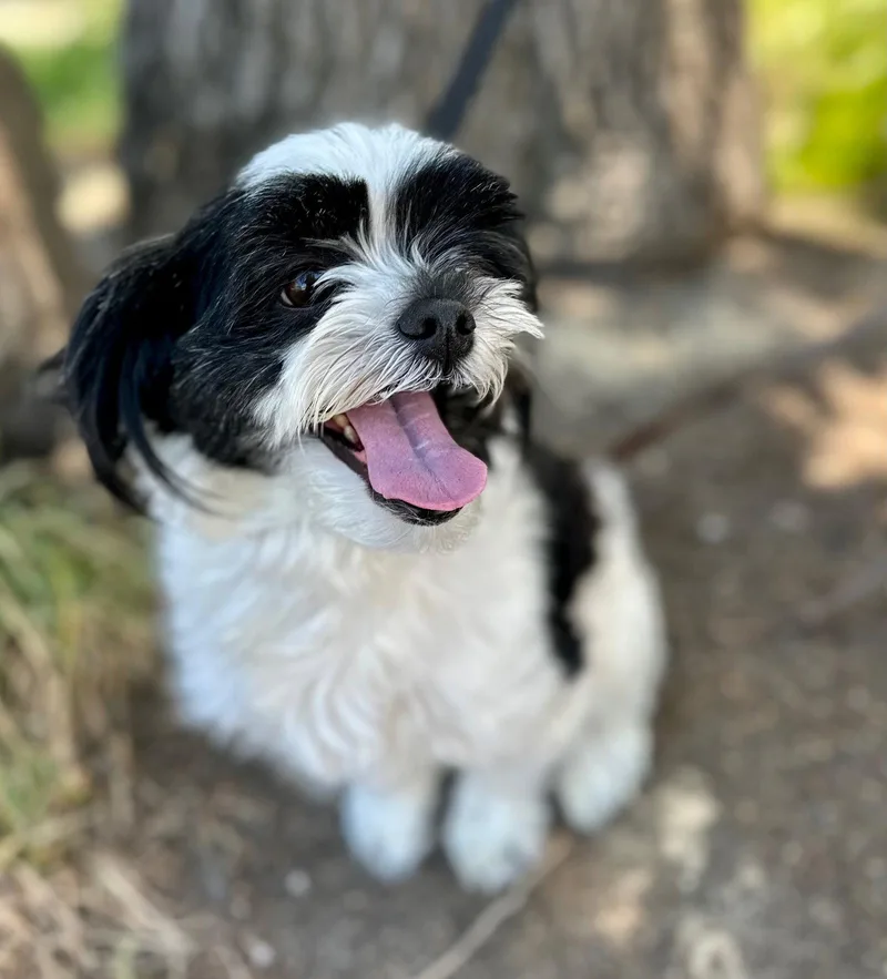 A young small-sized female Shih Tzu dog named Puppet for adoption in Palo Alto, CA