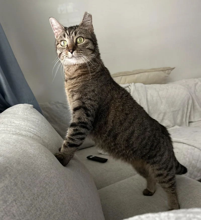 Celine Dion thumbnail 2