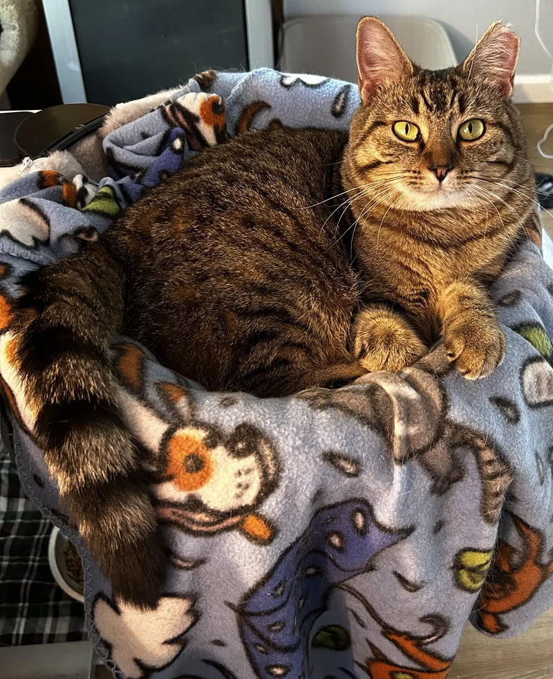 Celine Dion thumbnail 3