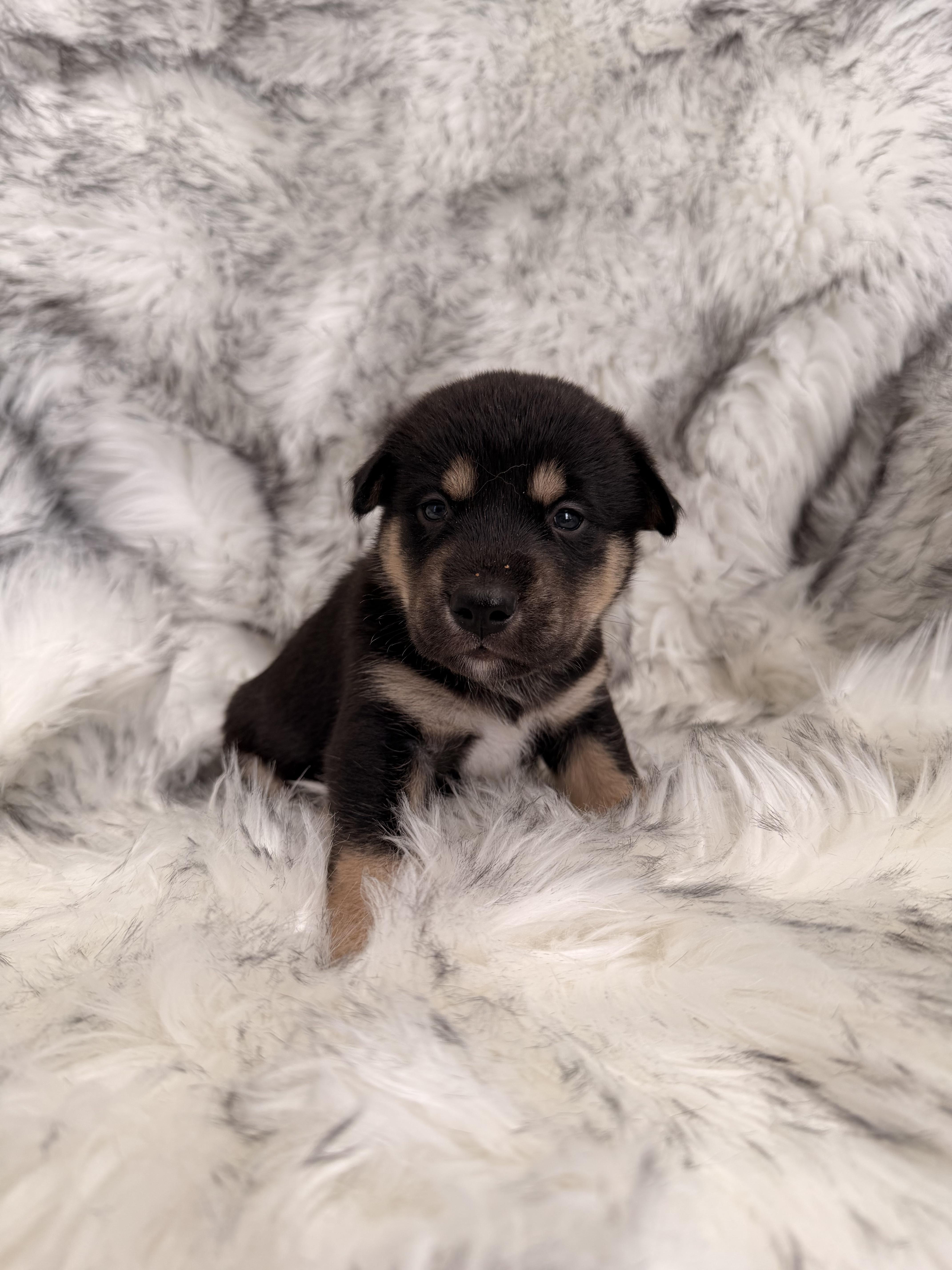 A baby small-sized male Siberian Husky dog named Journey for adoption in polkton, NC