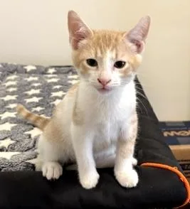 A baby medium-sized male Cream / Ivory Domestic Short Hair cat named Cinnabon for adoption in Lafayette, LA