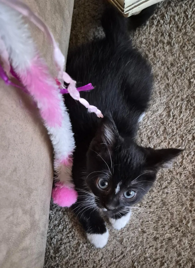 Socks thumbnail 2