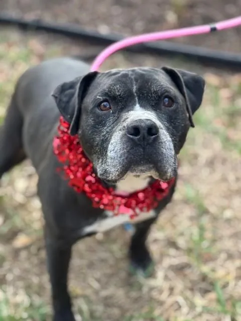 A senior large-sized male Black Pit Bull Terrier dog named King for adoption in Houston, TX