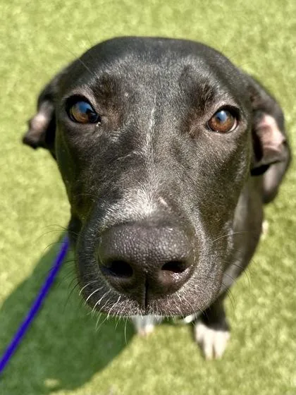 A young large-sized female Black Mixed Breed dog named Dolly for adoption in Wichita, KS