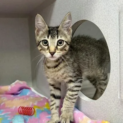 A baby small-sized male Buff / Tan / Fawn Domestic Short Hair cat named Porter for adoption in Atlanta, GA